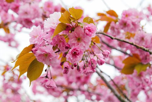 Rosa Blüten der Japanischen Kirsche