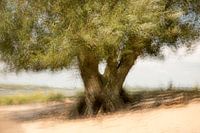 Weide am Strand
