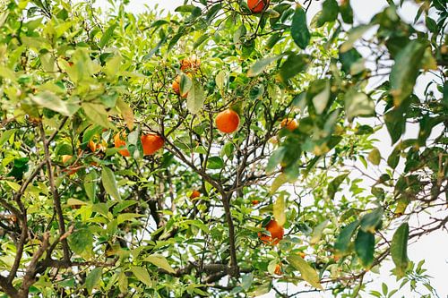 Oranje sinaasappels midden in Turia Park, Valencia // Spanje // Reis- en Natuurfotografie