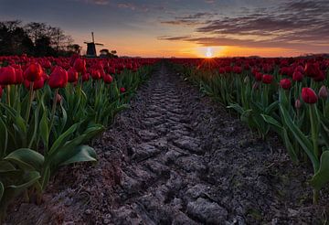 traces to the horizon among the tulips by peterheinspictures
