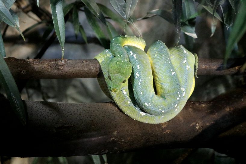 Green snake by Emma Wilms