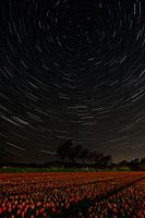 Startrails over het Tulpenveld