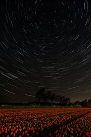 Startschienen über dem Tulpenfeld