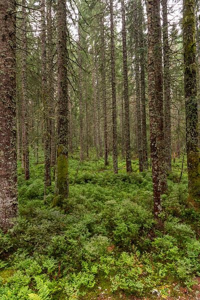 Fairytale forest by Hans-Jürgen Janda