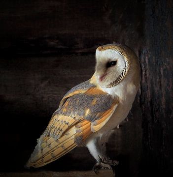 birds of prey the barn owl by Loek Lobel
