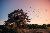 Birds fly from the tree, sunset in Twente
