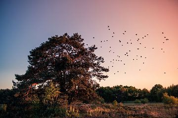 Vogels vliegen uit de boom, zonsondergang in Twente