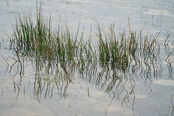 gras in water