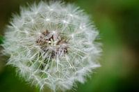 Paardenbloem zaden