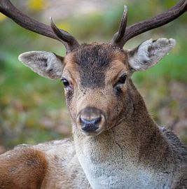 Fallow deer portrait by Capturedby_Kim
