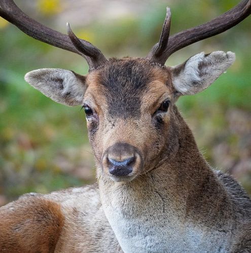 Fallow deer portrait