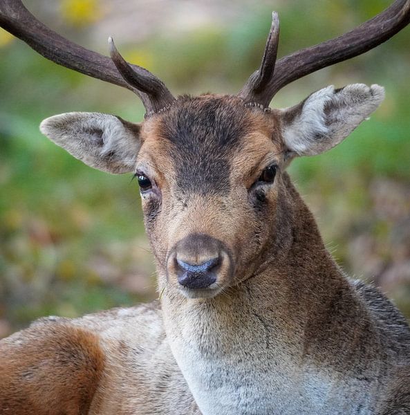 Fallow deer portrait by Capturedby_Kim