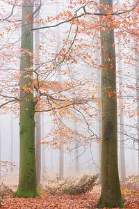 Herfst in mistig bos van Francis Dost