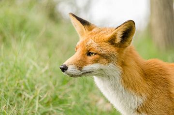 Red Fox by Ans Bastiaanssen