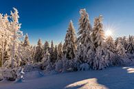 La neige fraîche dans la Forêt-Noire par Werner Dieterich Aperçu