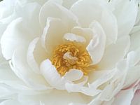 Peony