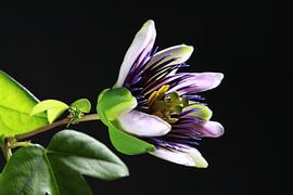 Blühende Passionsblume
