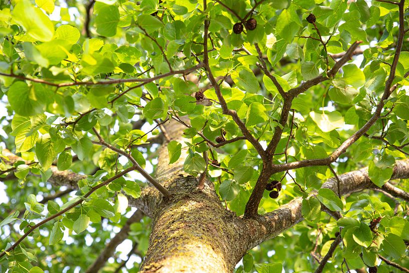 Arbre par Mirjam Verbeek