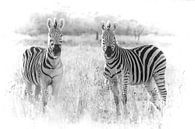 Zebras schauen in die Kamera. von Gunter Nuyts Miniaturansicht