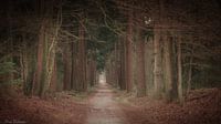 Waldweg in Zeist
