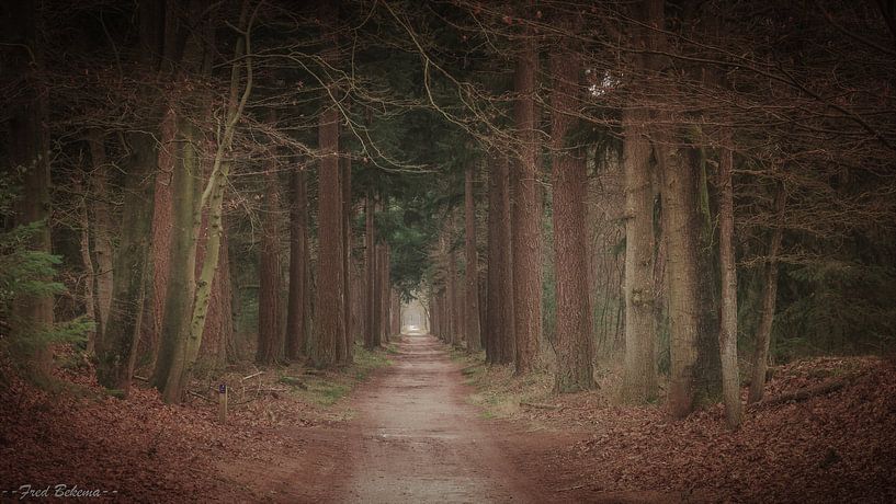Forest path in Zeist by Fred Bekema