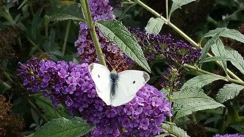 Witje vlinder