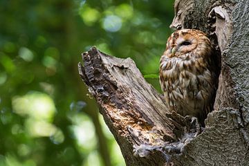 Waldkauz in einem Baum mit einem ruhigen dunkelgrünen Hintergrund von Jamey Grovell