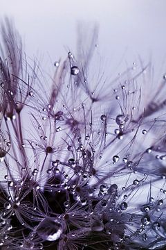 Dandelion after the rain - purple by Christine Nöhmeier
