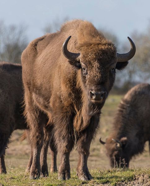 Wisent van Ans Bastiaanssen