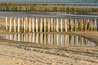 Rows of pile caps on the beach