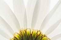 Margriet anders