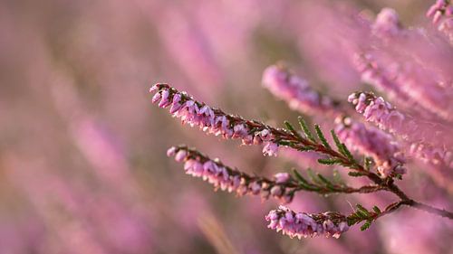 Heide in bloei