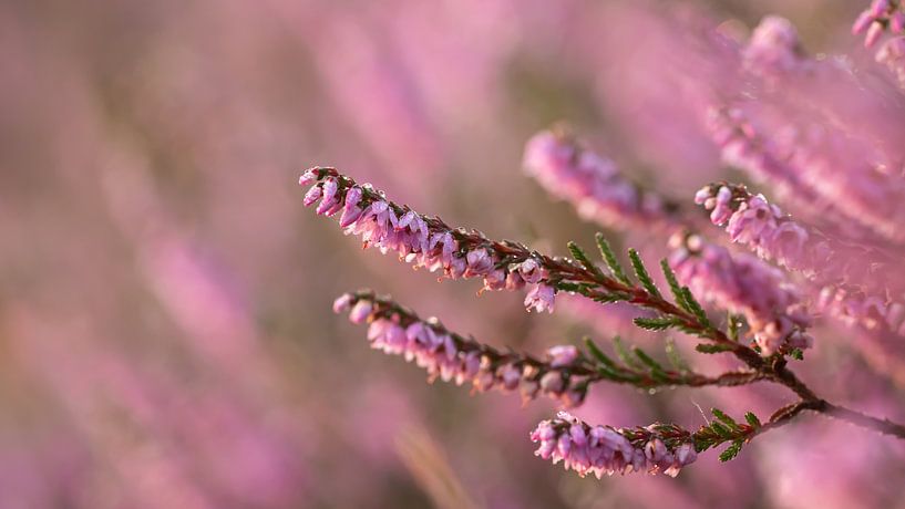 Heather in bloom by Maaike Munniksma