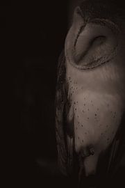 Barnowl in the shadows von Sascha Sirch