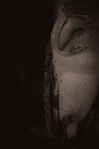 Barnowl in the shadows