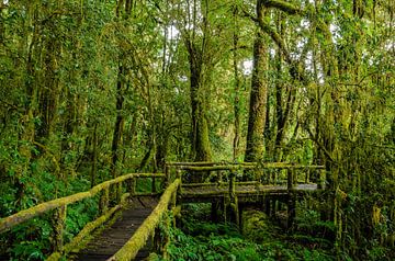Pathway into the rainforest van Richard Guijt Photography