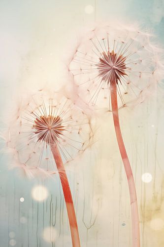Dandelion