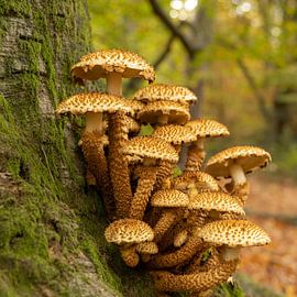 Pilze wachsen gegen alles! von SchumacherFotografie