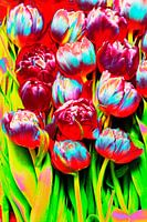 Tulpenfeuerwerk