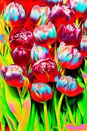 Feux d'artifice de tulipes