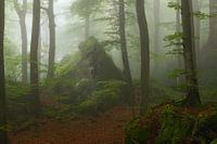 Een mooie sfeervolle mistige ochtend in het Mullerthal in Luxemburg.