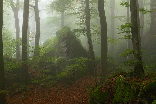Een mooie sfeervolle mistige ochtend in het Mullerthal in Luxemburg.
