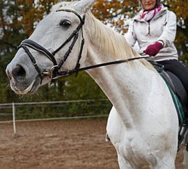 Training with the white horse on a riding arena in autumn