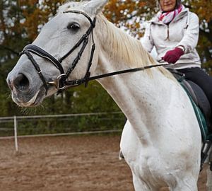 Training mit dem weißen Pferd auf einem Reitplatz im Herbst