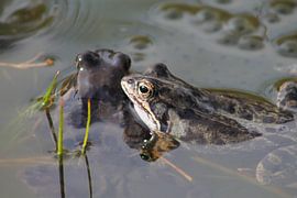 Lente in de vijver van Anita Tromp