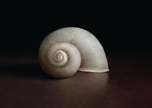 Shell by annemiek art