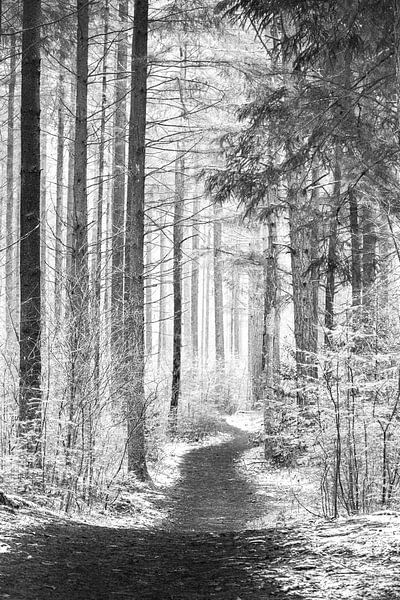 Paadje door het bos. van Karel Pops