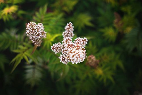 Belle fleur blanche d'Ozothamnus !