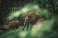 Wilde olifanten familie van Edgar Bonnet-behar thumbnail