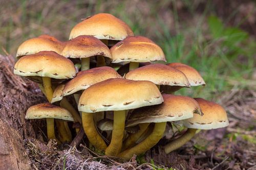 Groep bruine paddestoelen in herfst